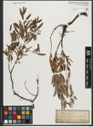 Foto von Salix repens L.